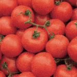 La producción de tomate de españa va a caer un 20% en la próxima década