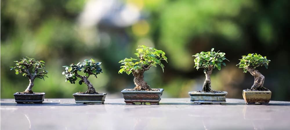 Los 7 mejores árboles bonsai de 2021