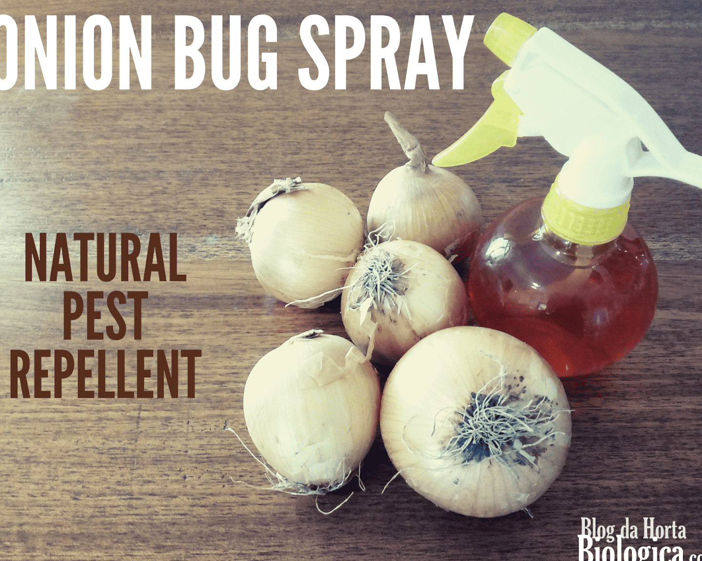 Cebolla: el mejor aliado para repeler plagas y mantener tu jardín libre de insectos