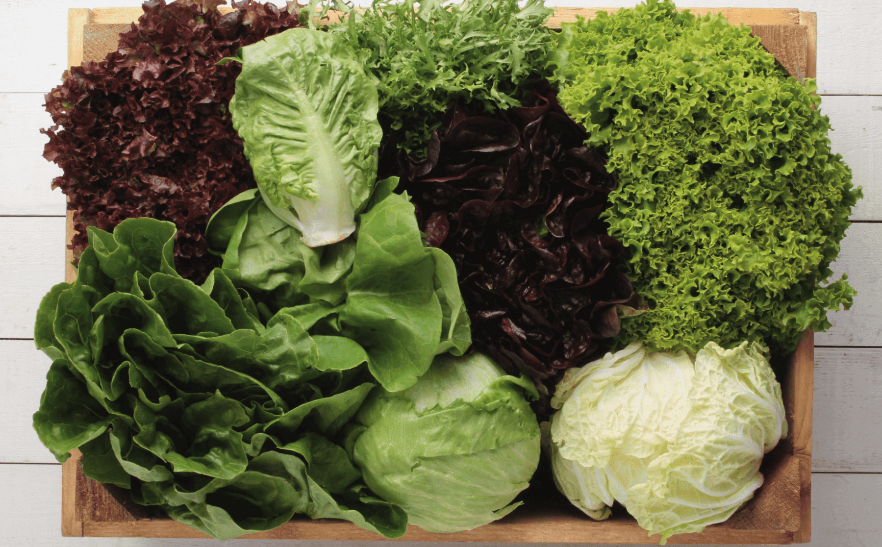 Guía completa: Cómo cultivar lechuga en casa y disfrutar de ensaladas frescas todo el año