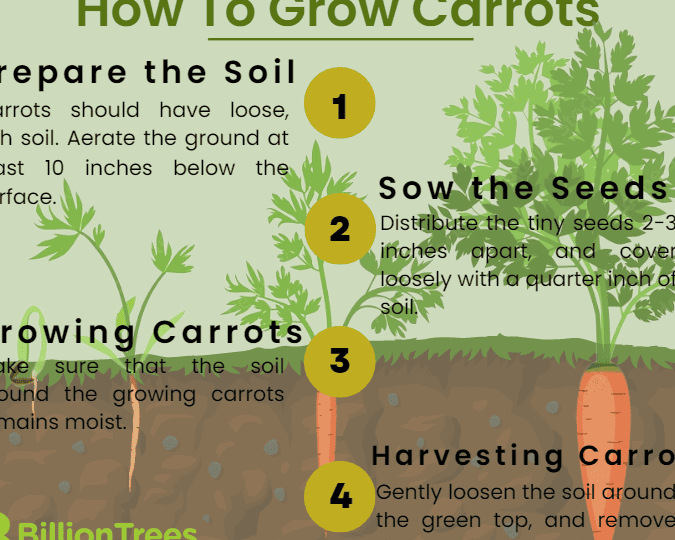 Guía completa para cultivar zanahorias en casa: consejos y trucos
