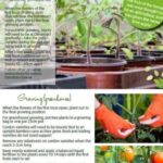 Guía paso a paso: Cómo cultivar tus propias hortalizas en casa
